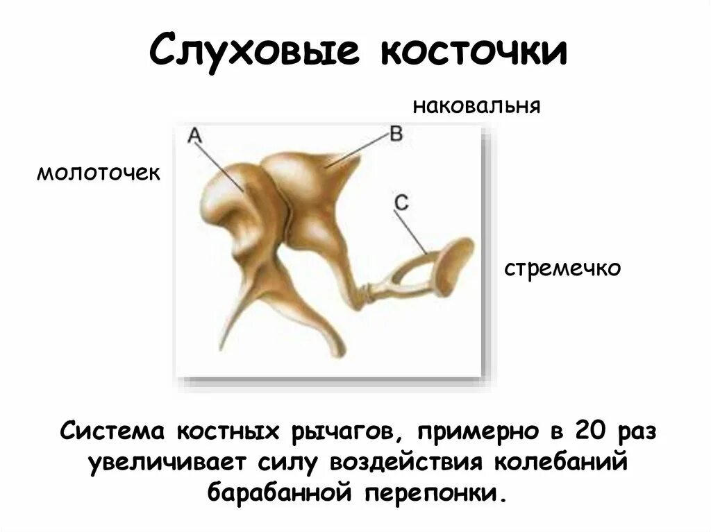 Какую функцию выполняют слуховые косточки. Слуховые косточки (молоточек, наковальня, стремя) расположены …. Строение слуховых косточек молоточек наковальня стремечко. Слуховой анализатор строение слуховые кости. Стремечко кости человека.