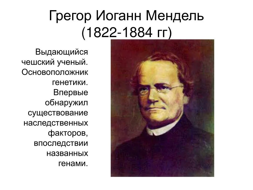 Создатель генетики. Грегор Иоганн Мендель(1822 – 1884). Грегор Иоганн Мендель генетика. Мендель основоположник генетики. Мендель - основоположник науки генетики..