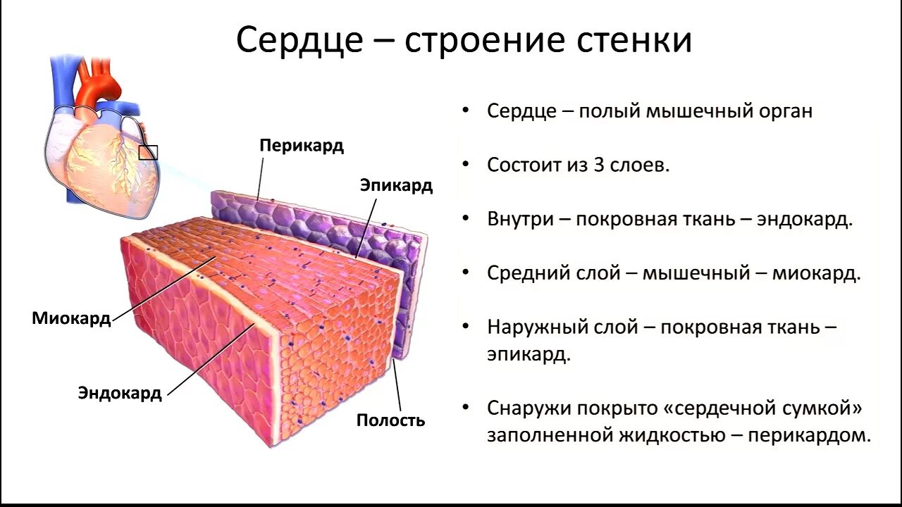 Назови слою. Строение стенки сердца анатомия схема. Строение сердца 3 слоя. Строение сердца стенки сердца. Строение слоев сердца анатомия.