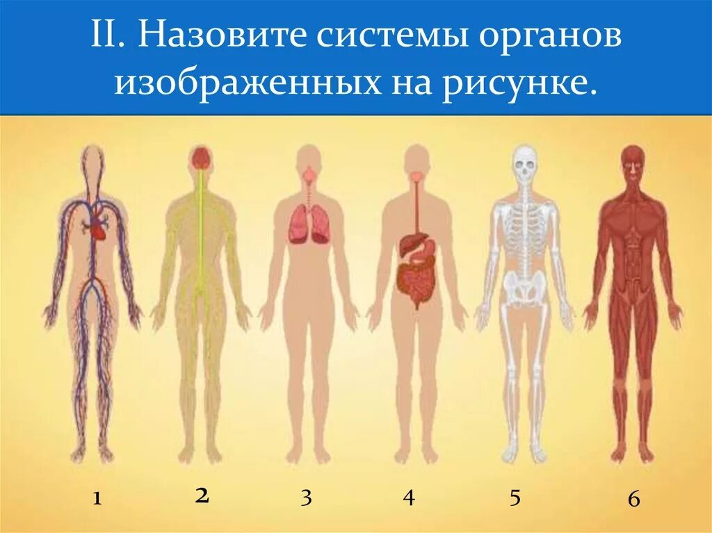 Системы органов. Органы и системы органов человека. Системы органовмчелопвека. Человек в системе.