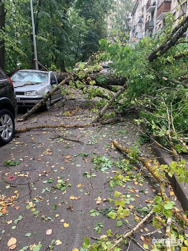 Поваленное дерево. Ураган в Санкт Петербурге.