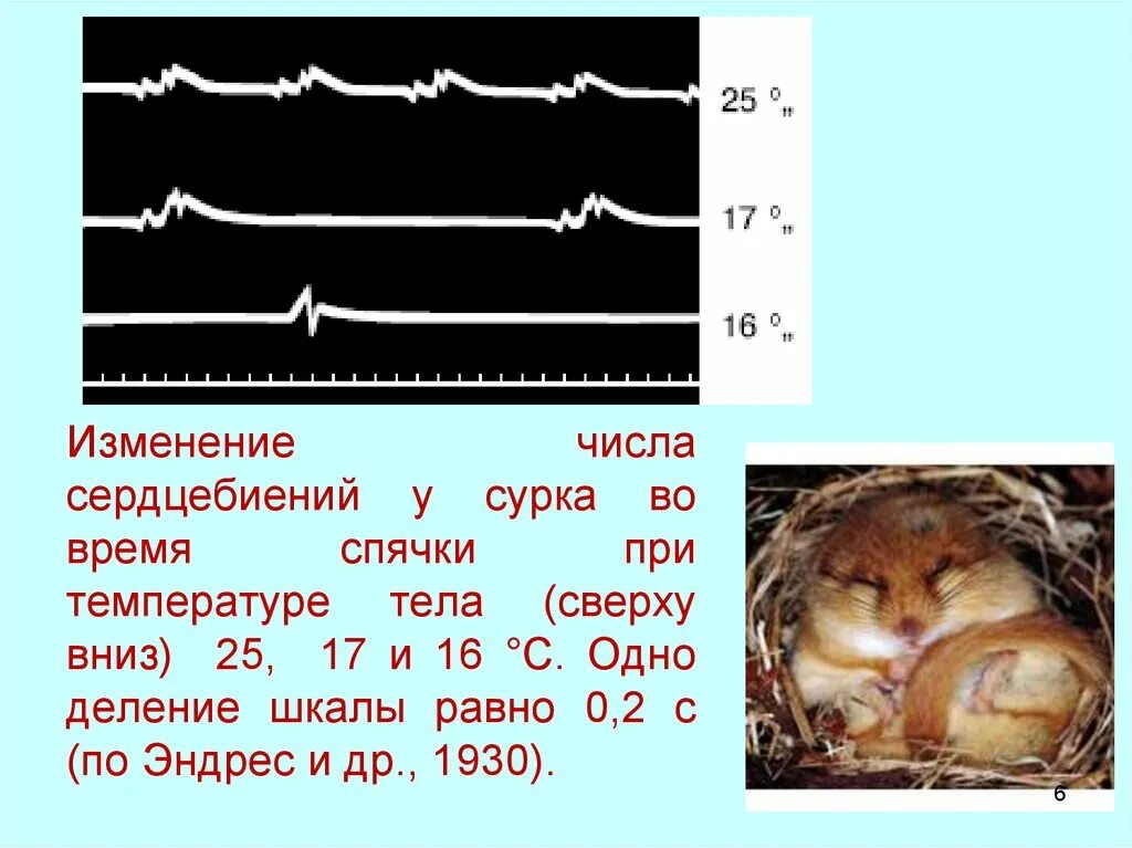Сердцебиение при температуре 38. Сердцебиение при температуре 38