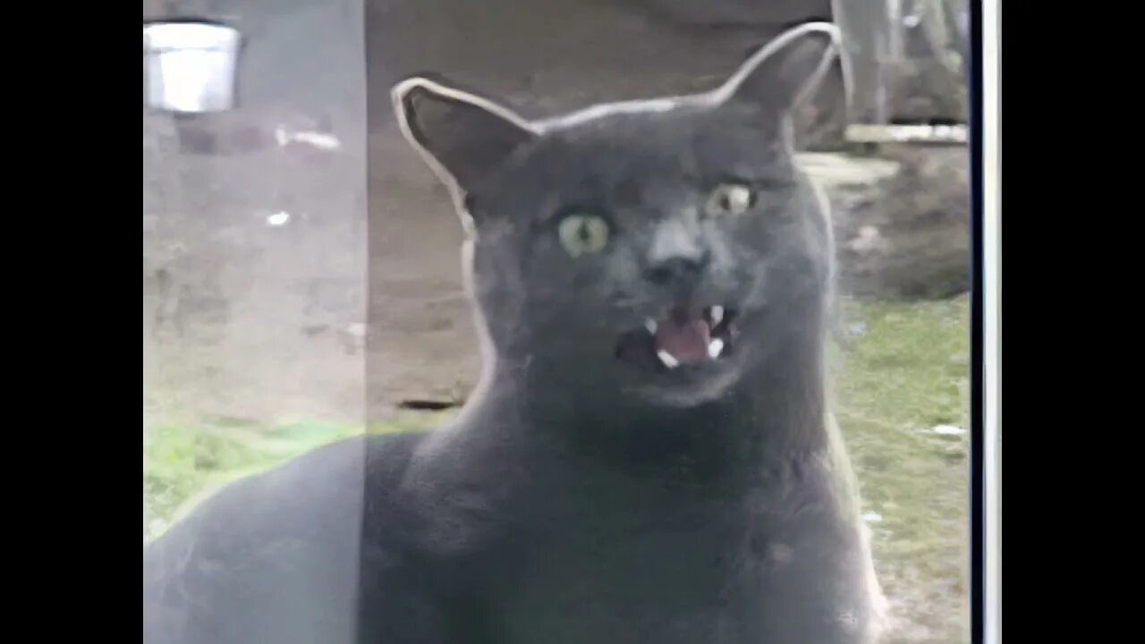 Кот дерется сам с собой. Кот яша открой дверь. Сань открой я замерз. Саня открой кот. Прикол саня открой про кота.