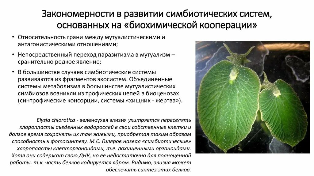 Азотофиксирующие бактерии. Бактериями azospirillum. Бактерии автотрофы примеры. У каких беспозвоночных часто бывают фотосинтезирующие симбионты. У каких беспозвоночных часто бывают фотосинтезирующие симбионты.