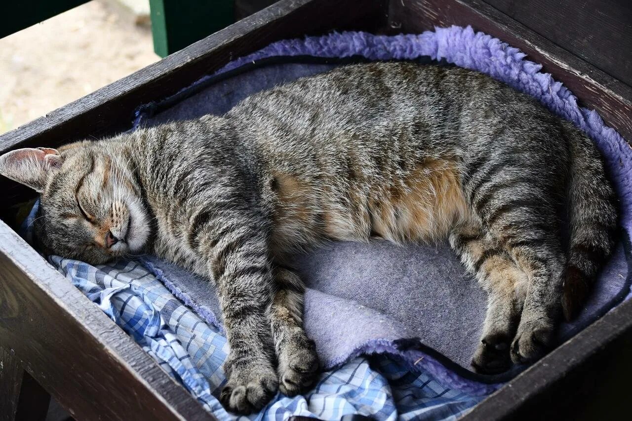 К чему снятся большие коты женщине. Спящий кот. сонная кошка. коты спят. домашняя кошка спит.