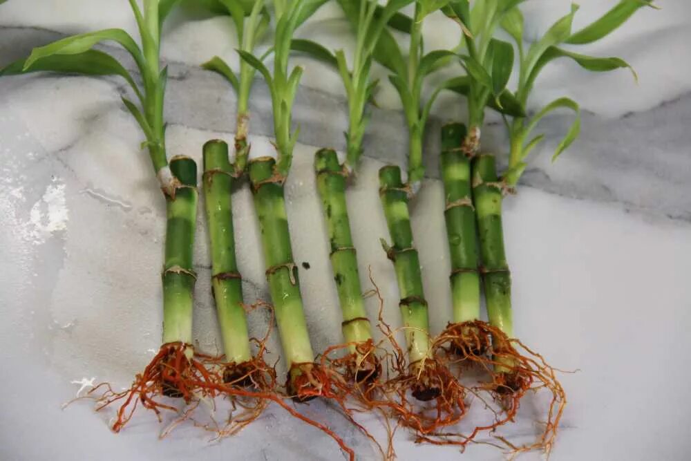 Драцена сандера отросток. Бамбук комнатный. Бамбук комнатный размножение. Бамбук драцена сандера. Бамбук драцена сандера укоренить.