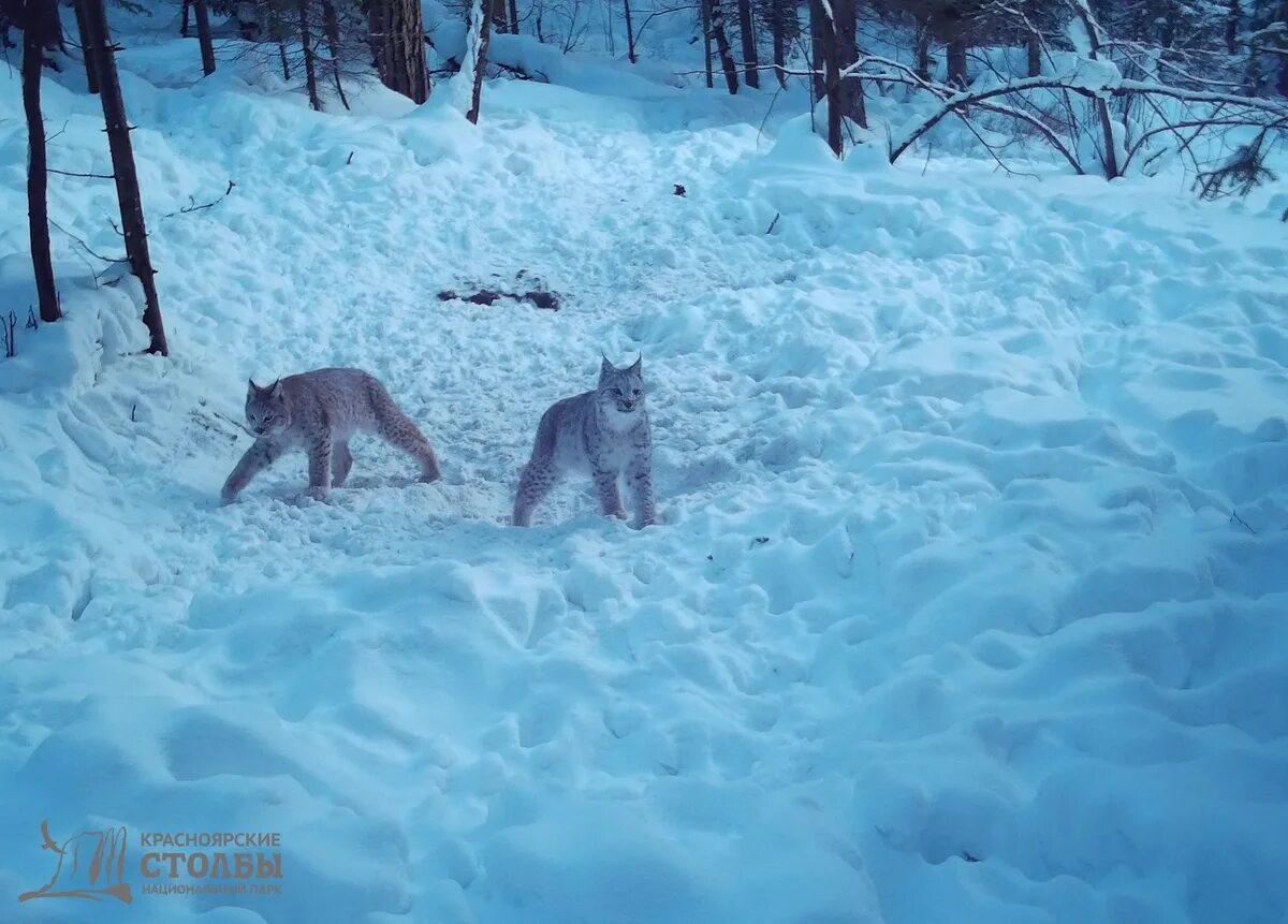 Рысь на фотоловушке. Красноярские рыси. Красноярская столбы Рысь. Фотоловушки на Рысь.