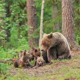 Сколько медведей на картинке