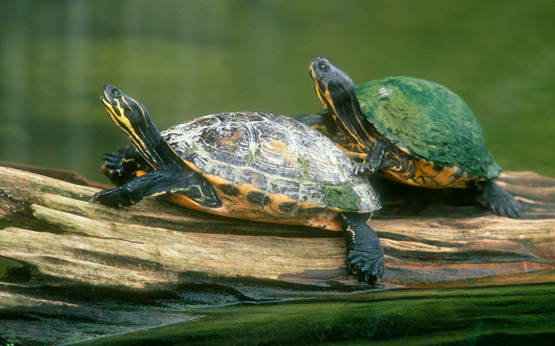 Озерные красноухие черепахи. Красноухая Пресноводная черепаха. Красноухая черепаха спаривание. Глазчатая черепаха. Питомцы черепахи