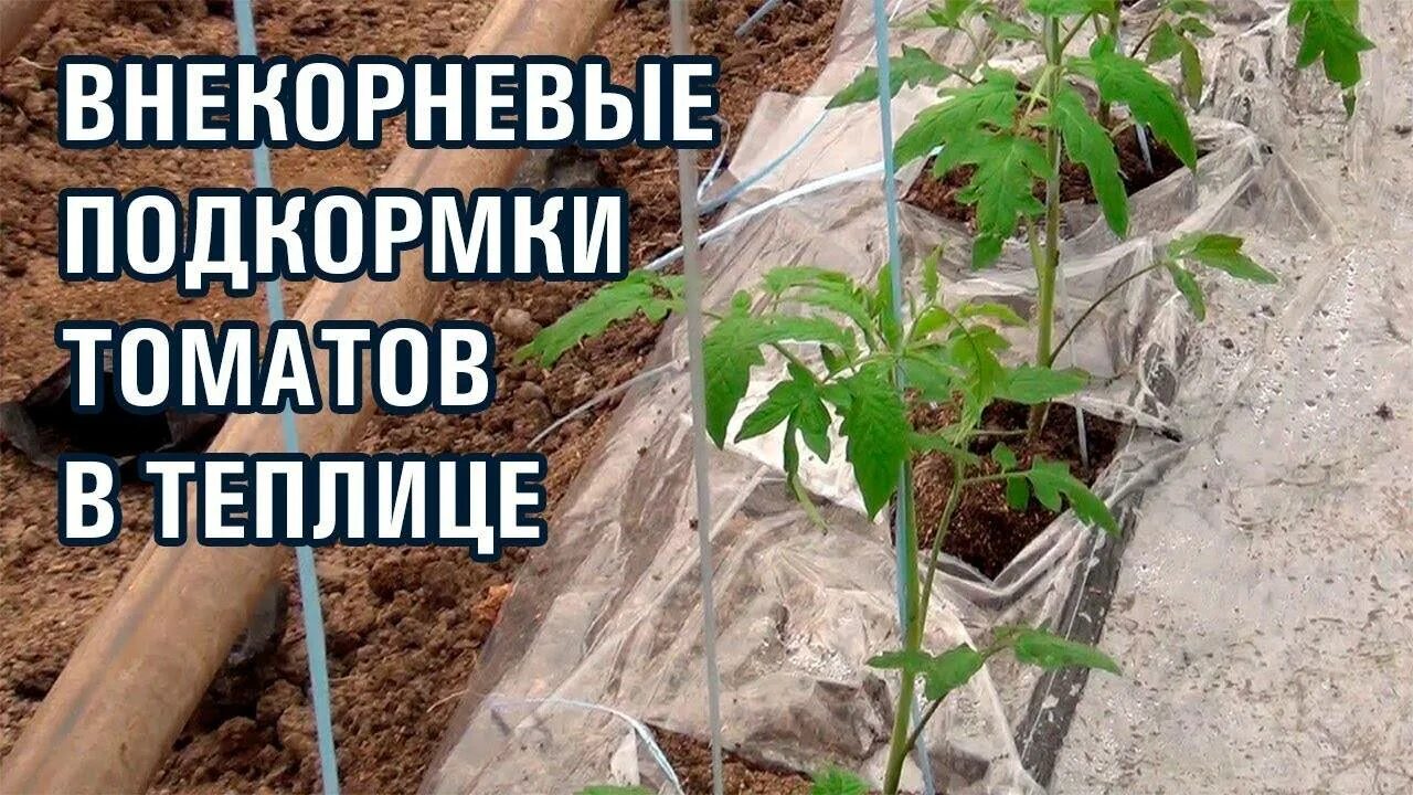 Подкормка томатов видео. Внекорневая подкормка томатов. внекорневая подкормка помидор. внекорневая подкормка томатов в теплице. внекорневая подкормка томатов фото.