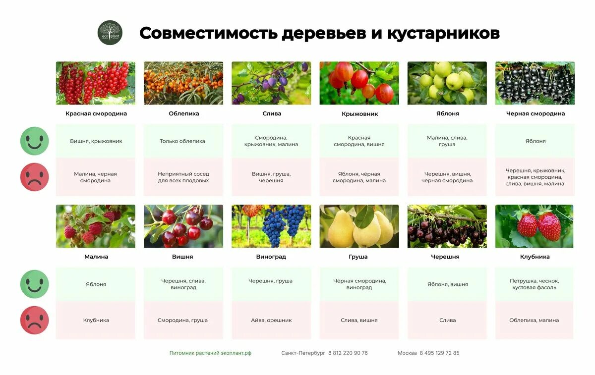 Совместимость деревьев. Экоплант питомник растений москва. совместимость деревьев и кустарников в саду таблица. совместимость плодовых деревьев. питомник экоплант в спб.