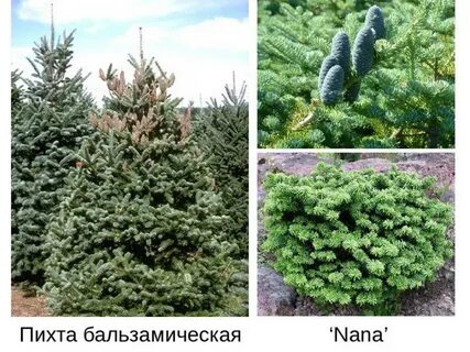 Пихта зона