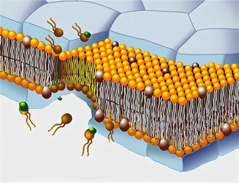 плазматическая мембрана животной клетки. нарушение проницаемости клеточных мембран. повреждение клеточных мембран свободными радикалами. свободные радикалы и влияние на мембрану клетки. плазматическая мембрана проницаема для.