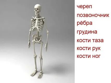 Опора туловища