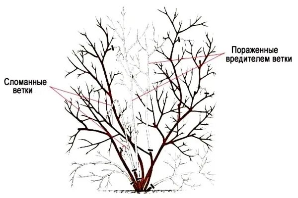 Схема обрезки жимолости осенью. Схема обрезки жимолости весной. Обрезка жимолости осенью схема. Жимолость формирование куста. Как обрезать жимолость весной для начинающих