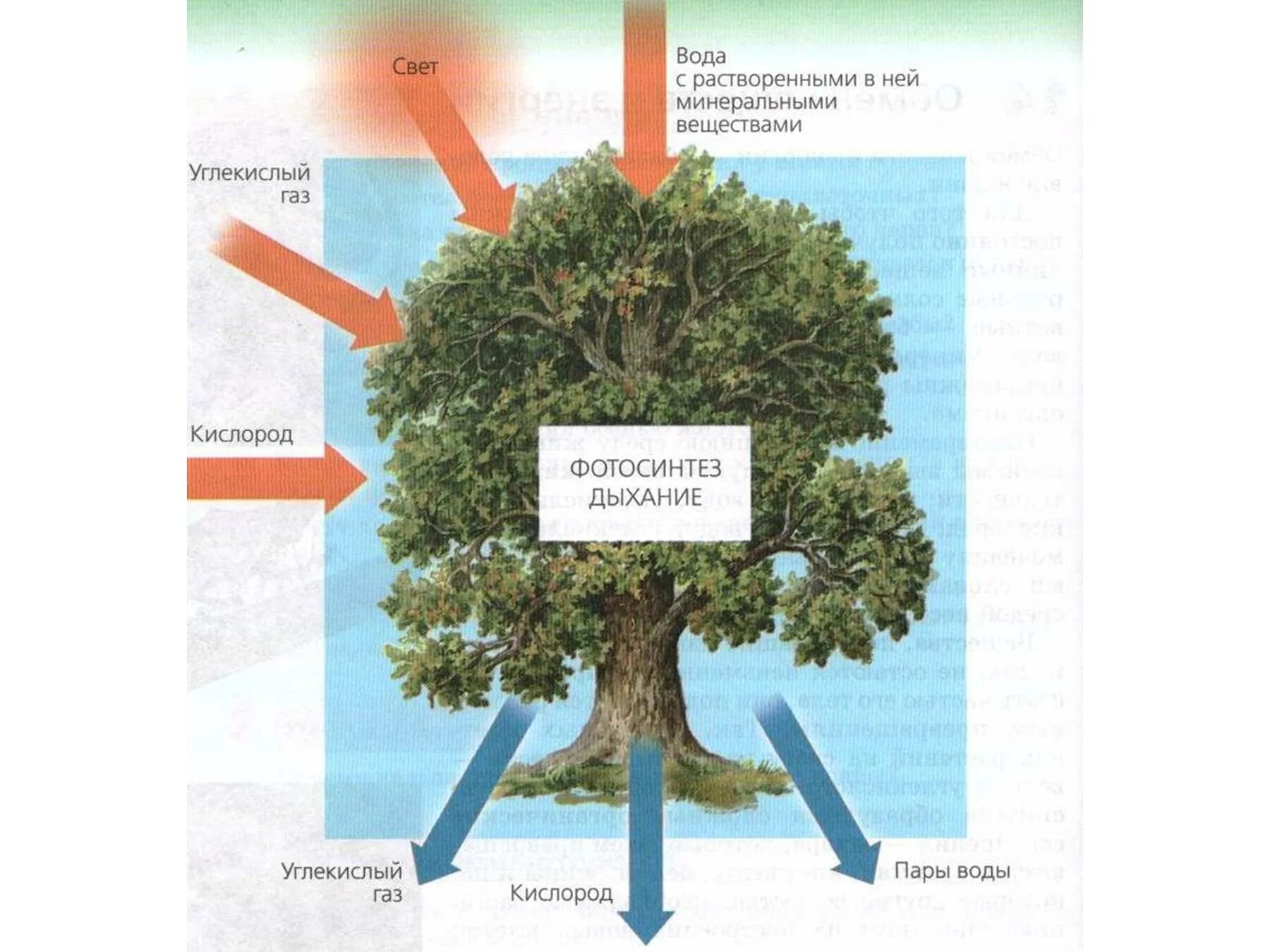 Процесс питания и дыхания растений. Схема дыхания растений 6 класс биология. Схема дыхания дерева. Деревья выделяют кислород. Питание и дыхание растений 6 класс.
