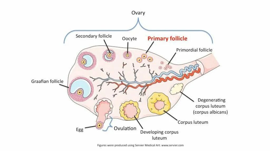 Фолликулогенез схема. Стадии фолликула в яичнике. Образование желтого тела. Стадии развития желтого тела. Могут ли болеть яичники при овуляции