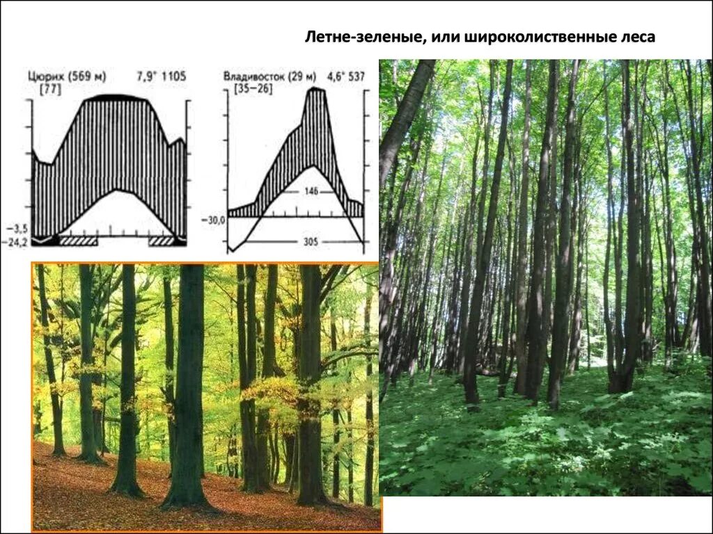 Видовые разнообразия леса. Уровни леса. широколиственный лес рисунок. изменение биоразнообразия по годам смешанный лес. нарисовать широколиственный лес.