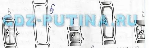Чем отличается старая клетка от молодой