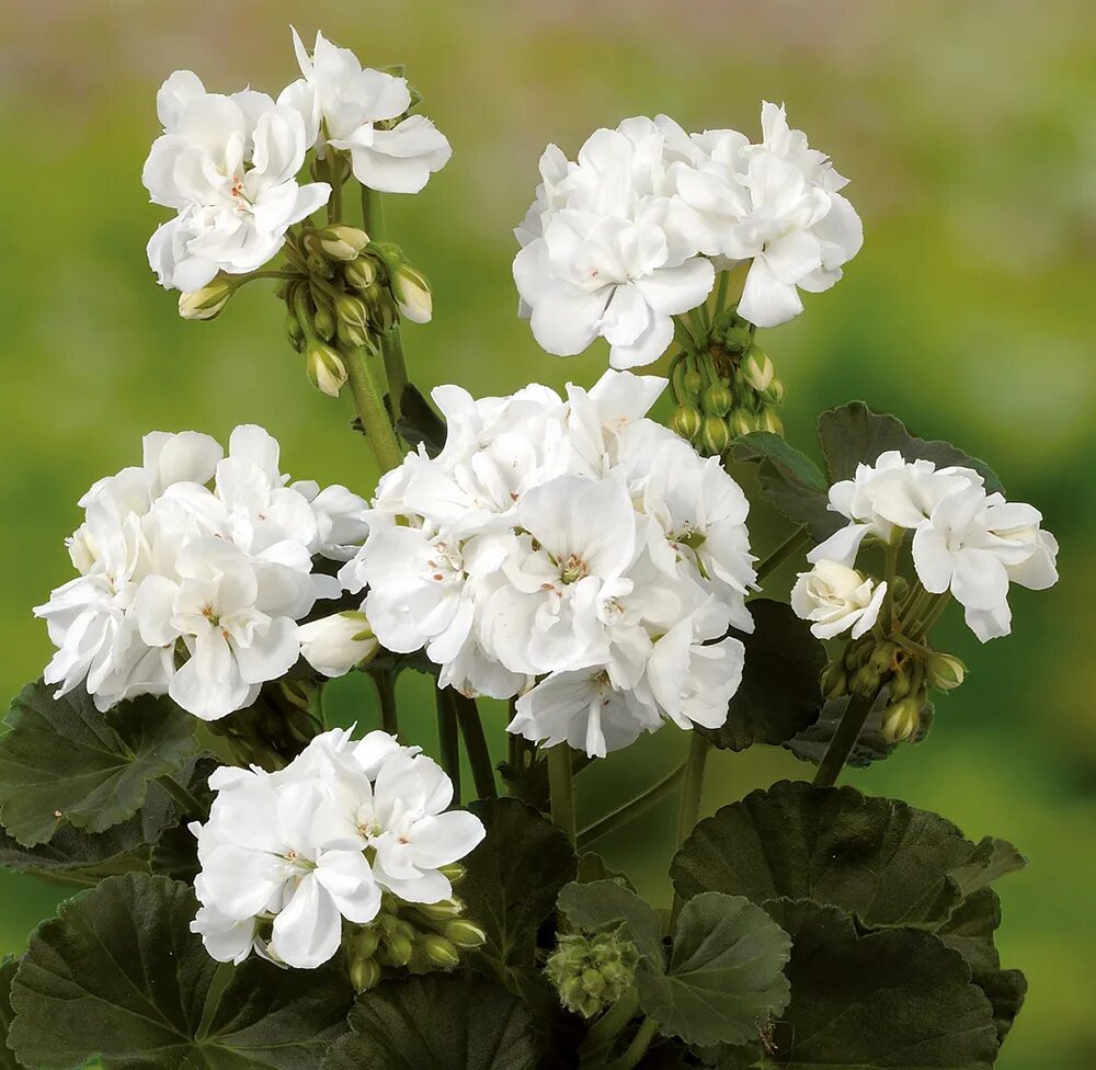 Зональная пеларгония крапчатая серена нова. Пеларгония topeka. Пеларгония survivor indigo sky. Пеларгония андромеда. Герань игольчатая.