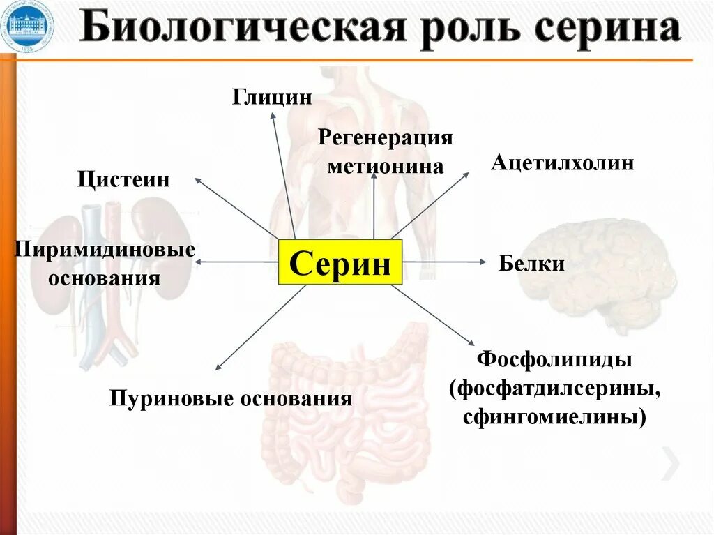 Биологическая роль Серина. Синтез Серина. Биологическая роль таговэ. Аминокислоты биологическая роль и применение. Биологическая роль светлой кожи евразийцев