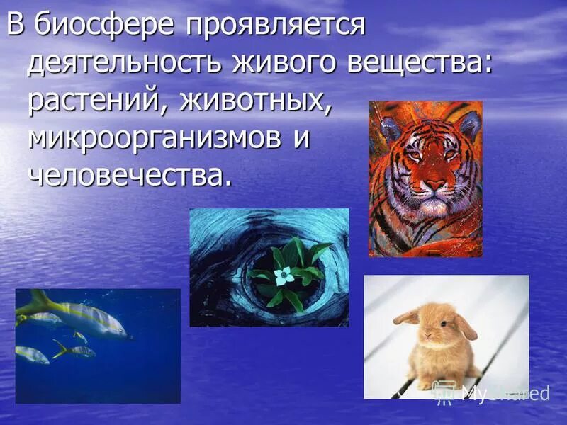 роль животных в биосфере. распределение организмов в биосфере. живые организмы в биосфере. круговорот углерода в природе в биосфере. строение земли с атмосферой литосферой биосферой гидросферой.