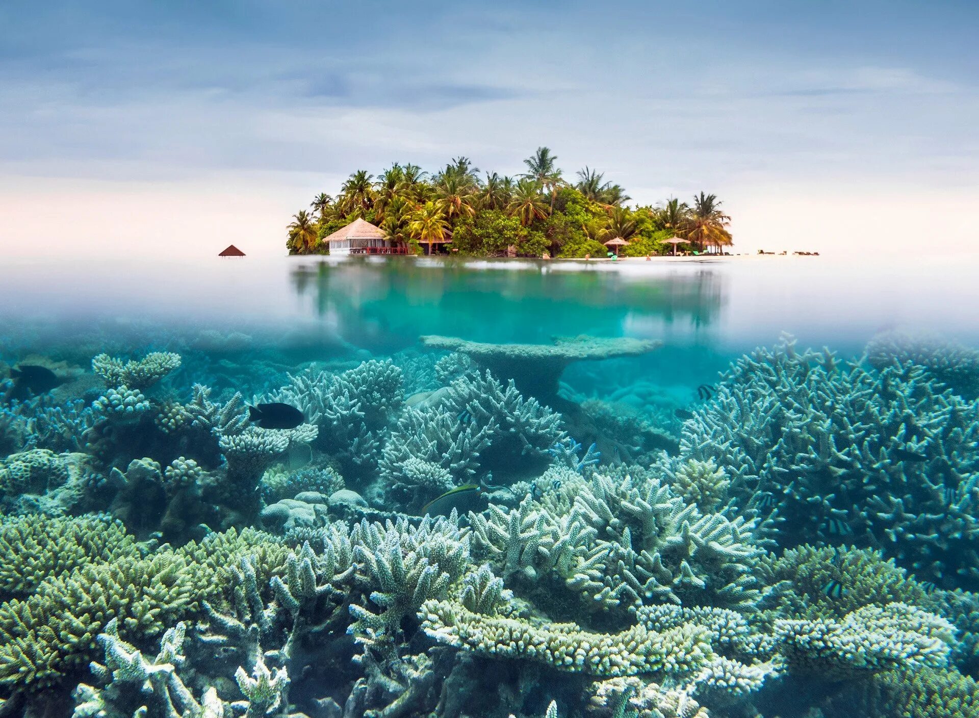 Риф Туббатаха Филиппины. Мальдивы Лагуна риф. Морской заповедник Фунафути. Парадиз остров Карибского моря.