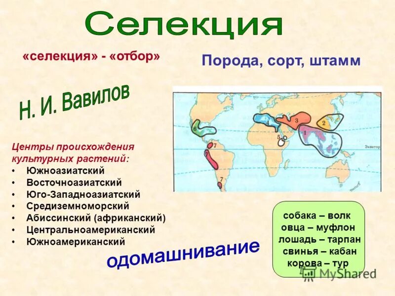 Центры селекции. Центры происхождения культурных растений вавилова. Центры происхождения культурных растений по н. И вавилову. Центры культурных растений вавилова.