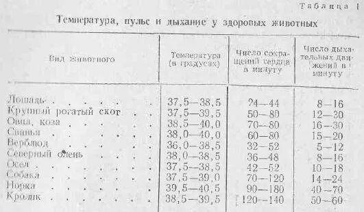 Фиксация собаки на столе. Сердечный толчок у свиней. Аускультация рубца у крс. Аускультация легких коровы. Перкуссия сердца у крс.