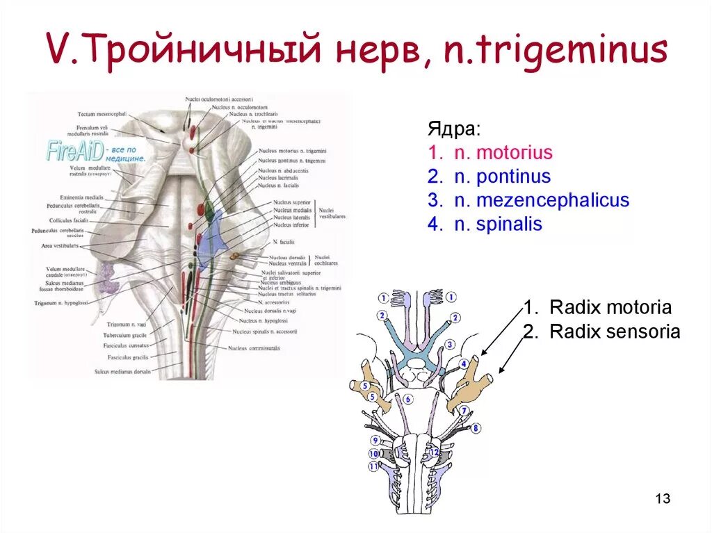 Тройничный черепной нерв. Проекция ядер черепных нервов анатомия. 5 Пара черепных нервов схема. Тройничный нерв анатомия схема ядра. Расположение ядер черепных нервов схема.