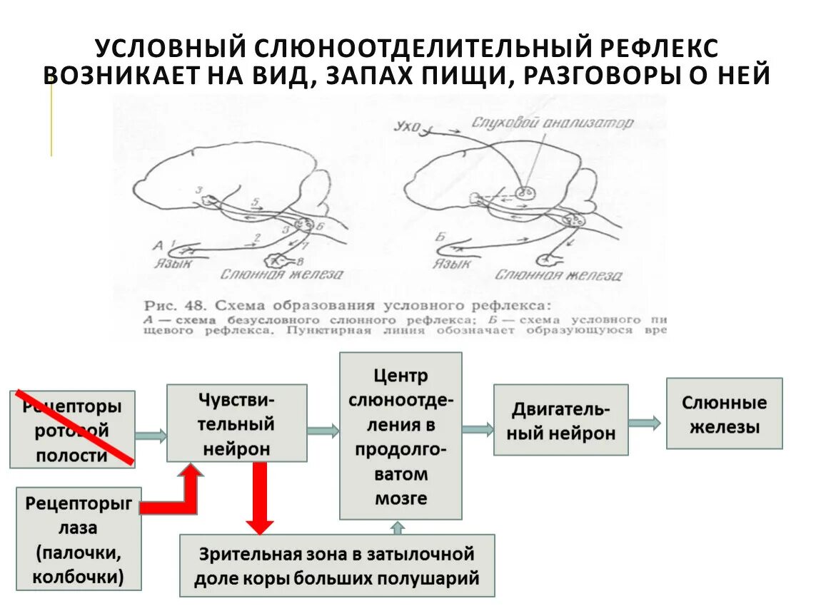 Рефлексы и речь. Схема образования условного и безусловного рефлекса. Рефлексы условные и безусловные схема. Схема и этапы формирования условных рефлексов. Безусловный защитный рефлекс схема.