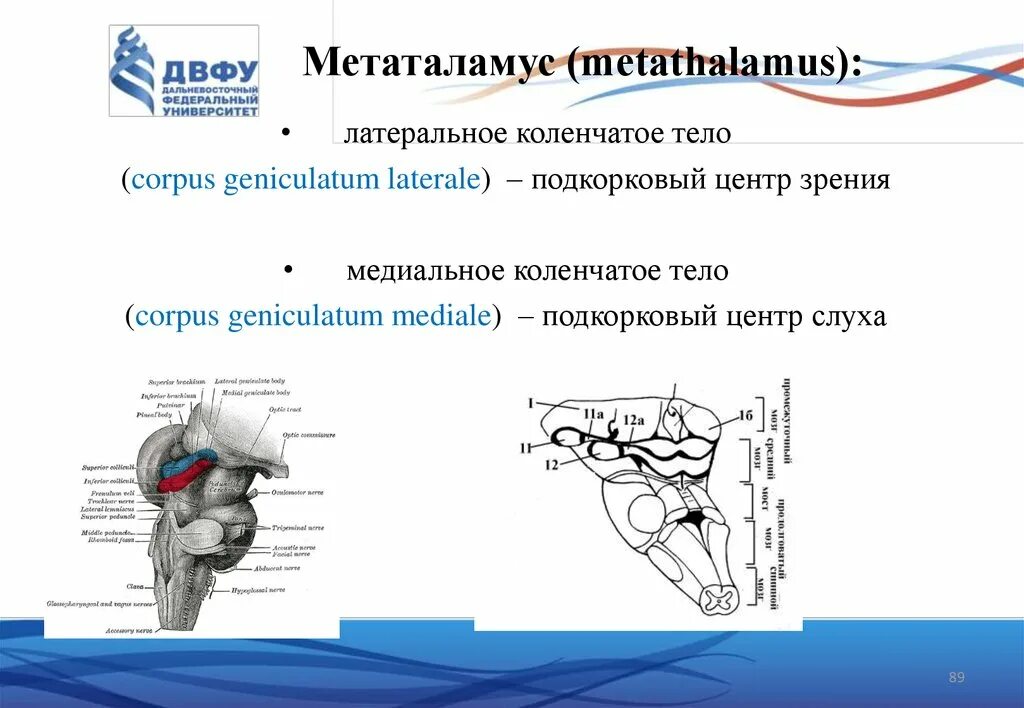 Коленчатые тела мозга. Латеральное коленчатое тело анатомия. Метаталамус коленчатые тела. Латеральное коленчатое тело таламуса. Метаталамус анатомия.