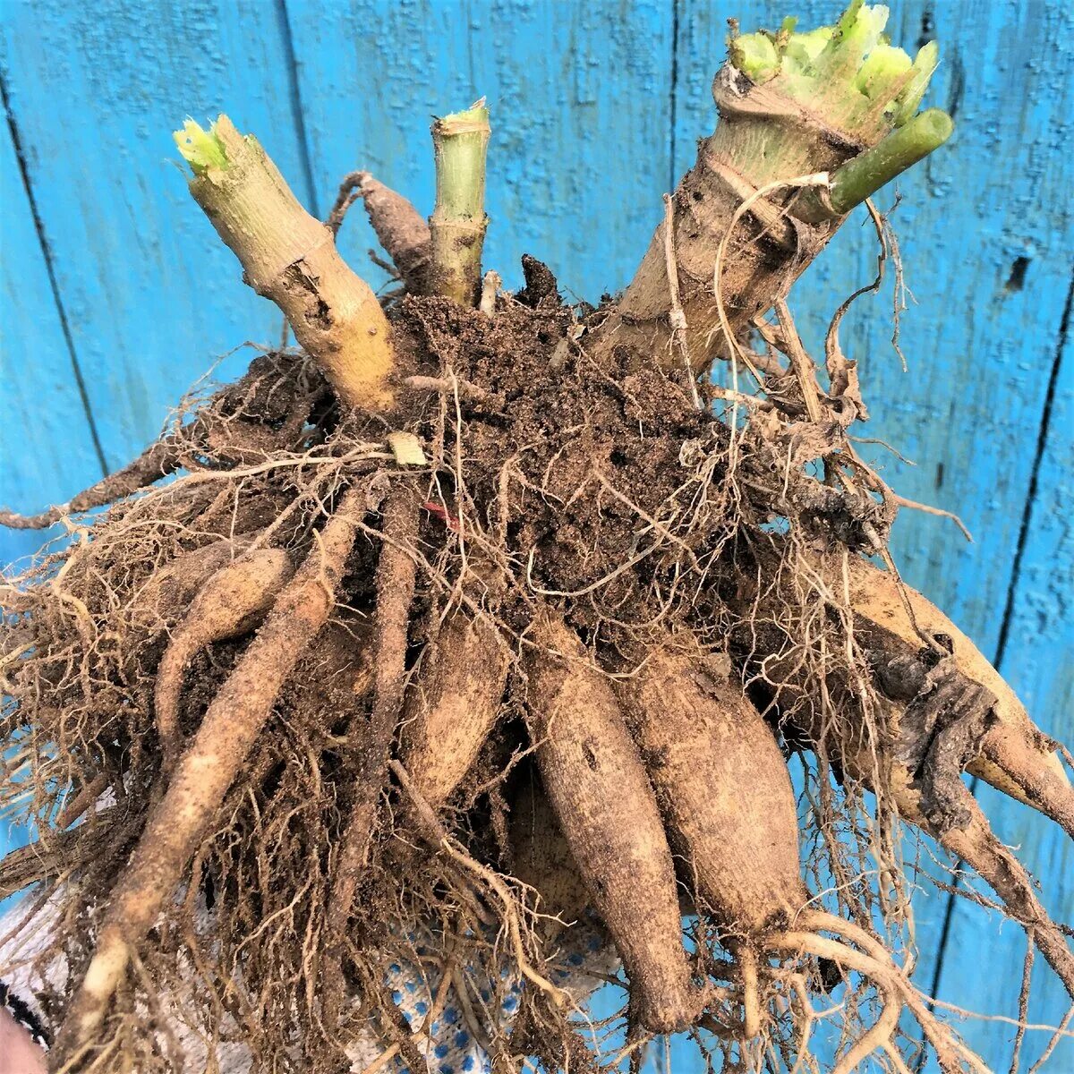 канна цветок. клубневые растения. георгин с клубеньками. калла гарнет глоу. калла луковицы клубни.