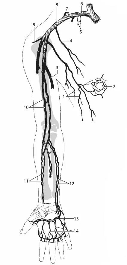 Вены верхней конечности. Глубокие вены верхней конечности анатомия. Вены верхней конечности анатомия схема. Верхняя полая Вена вены верхней конечности. Кубитальная Вена анатомия.