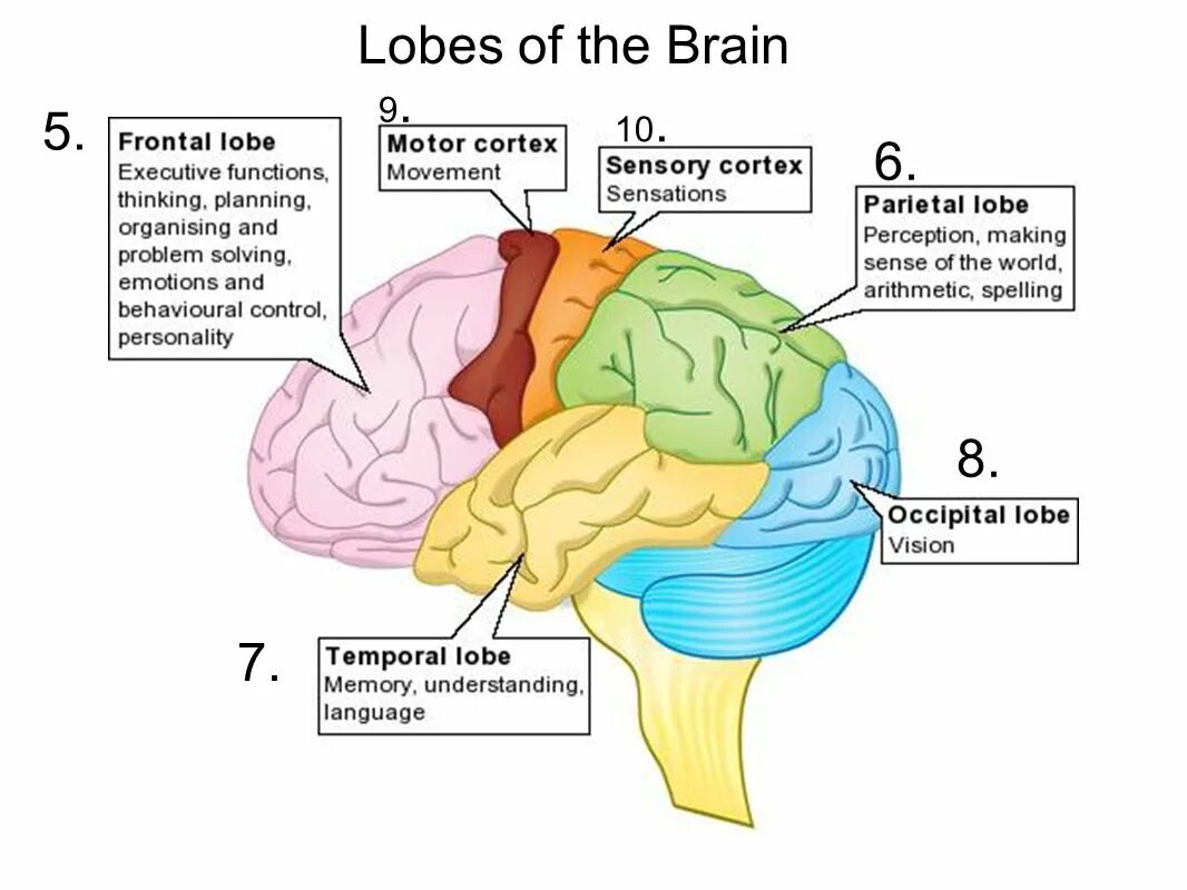 Доли мозга. Зоны головного мозга. Зоны мозга отвечающие за движение. Frontal Lobe of Brain.