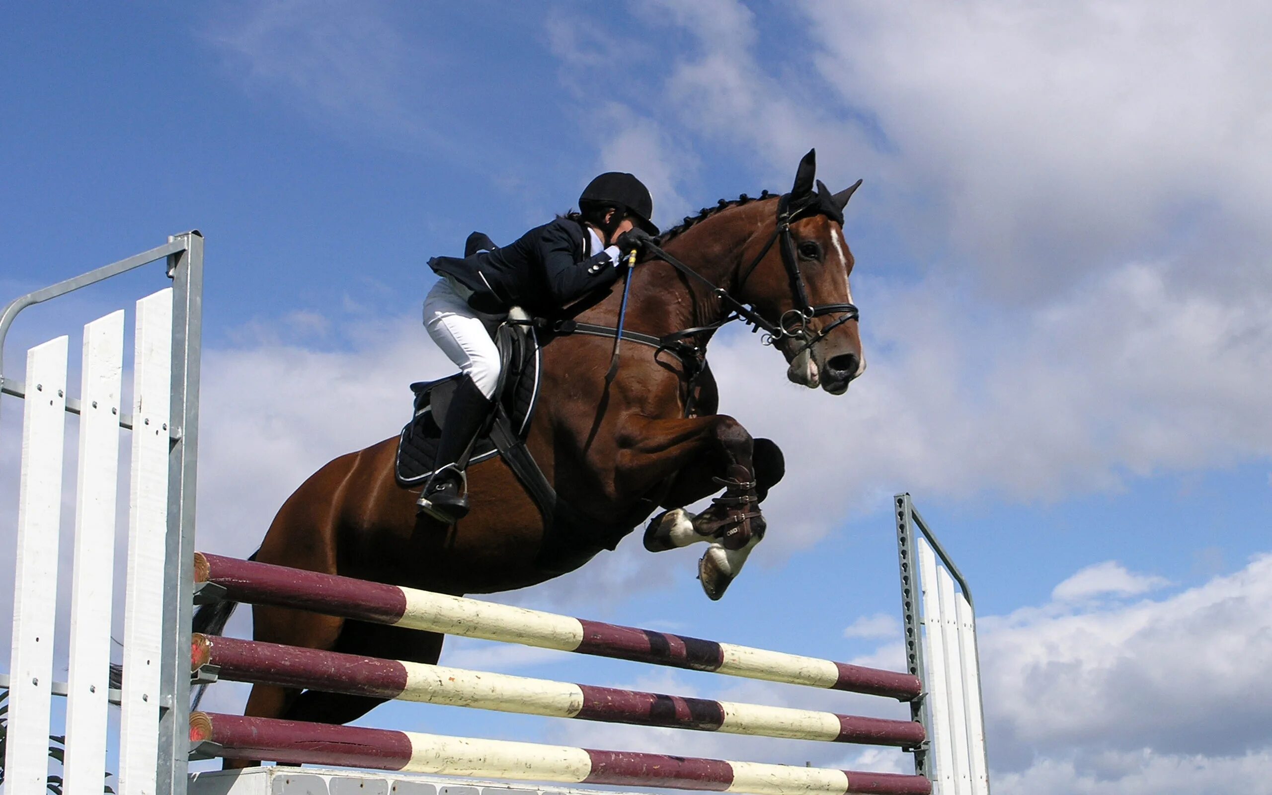 Horse sport. Эстетика конного спорта конкур. Лошади. Конкур. Конный спорт.. Андалузская лошадь конкур. Эквиплан спорт Кузьминки.