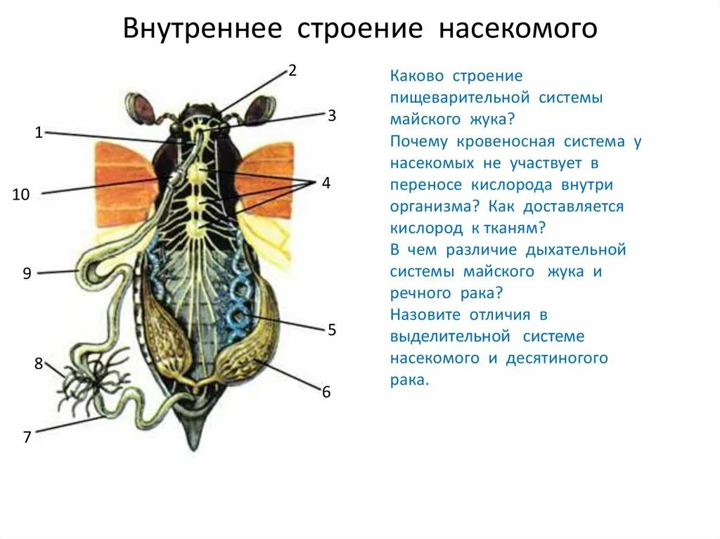 Строение насекомого майского жука. Майский хрущ кровеносная система. Выделительная система майского жука. Внешнее и внутреннее строение майского жука. Внутреннее строение строение насекомых.