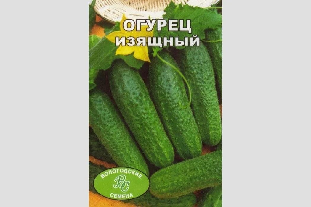 Огурцы сорт для сибири. Огурец василиса f1 (а). огурцы сорт изящные. огурец изящный описание сорта. огурцы сорт сатина.