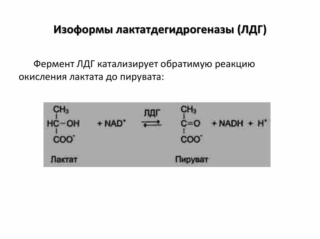 Фермент лдг. Реакция которую катализирует ЛДГ. Лактатдегидрогеназа катализирует превращение. ГЛДГ катализируемая реакция. Лактатдегидрогеназа катализируемая реакция.