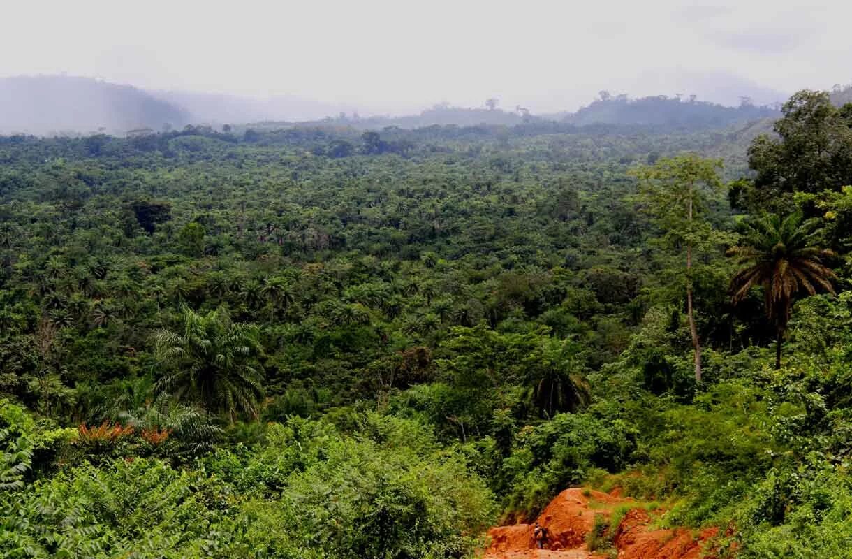 Тропические леса Ацинананы. Влажные тропические леса Ацинананы. Субэкваториальные леса Евразии. Климат Либерии.