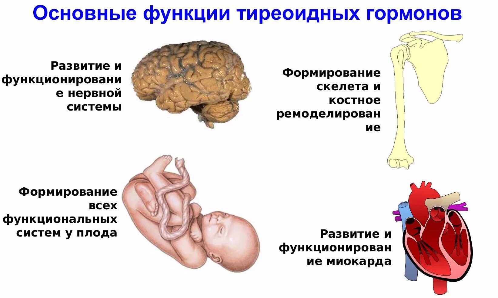 Влияние гормонов на развитие. Роль тиреоидных гормонов. Основные функции тиреоидных гормонов. Физиологические эффекты тиреоидных гормонов. Тиреотропный гормон патологии.