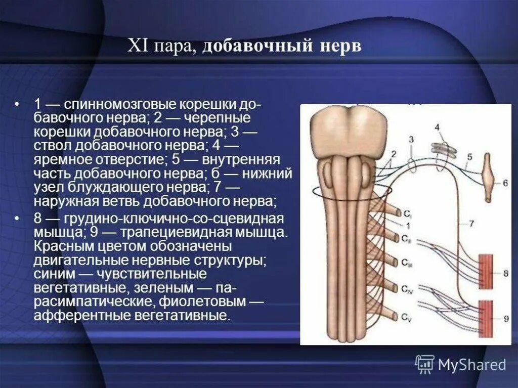 Спинно черепные нервы. 11 Пара черепных нервов добавочный нерв. 11 Пара добавочный нерв ЧМН. 11 Пара черепно мозговых нервов ядра. 11 Пара черепных нервов анатомия.