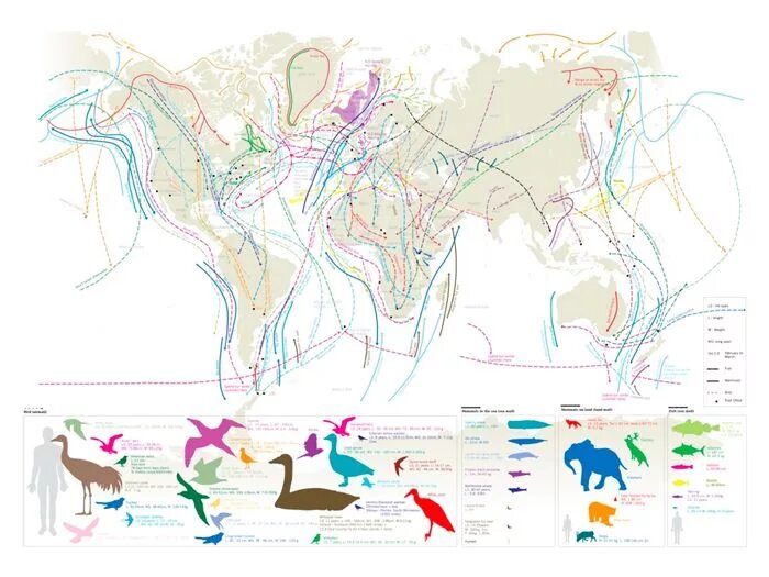 Расселение птиц. Карта миграции птиц России. Пути миграции перелетных птиц в России на карте. Миграция птиц схема. Карта миграции перелетных птиц России.