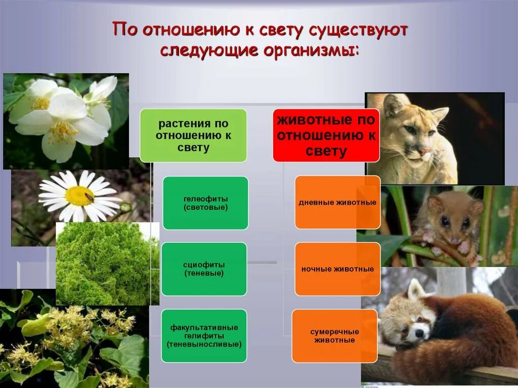 Приспособления организмов к влиянию экологических факторов. Экологические группы организмов по отношению к свету. Группы животных по отношению к свету. Влияние света на животных. Классификация организмов по отношению к свету.