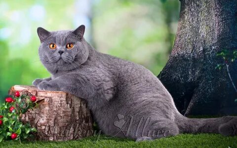 Британия кошка