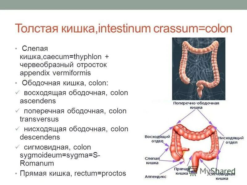 Толстый кишечник 8 класс. Толстый кишечник отделы строение стенки. Восходящий отдел толстой кишки анатомия. Отделы Толстого кишечника человека анатомия.