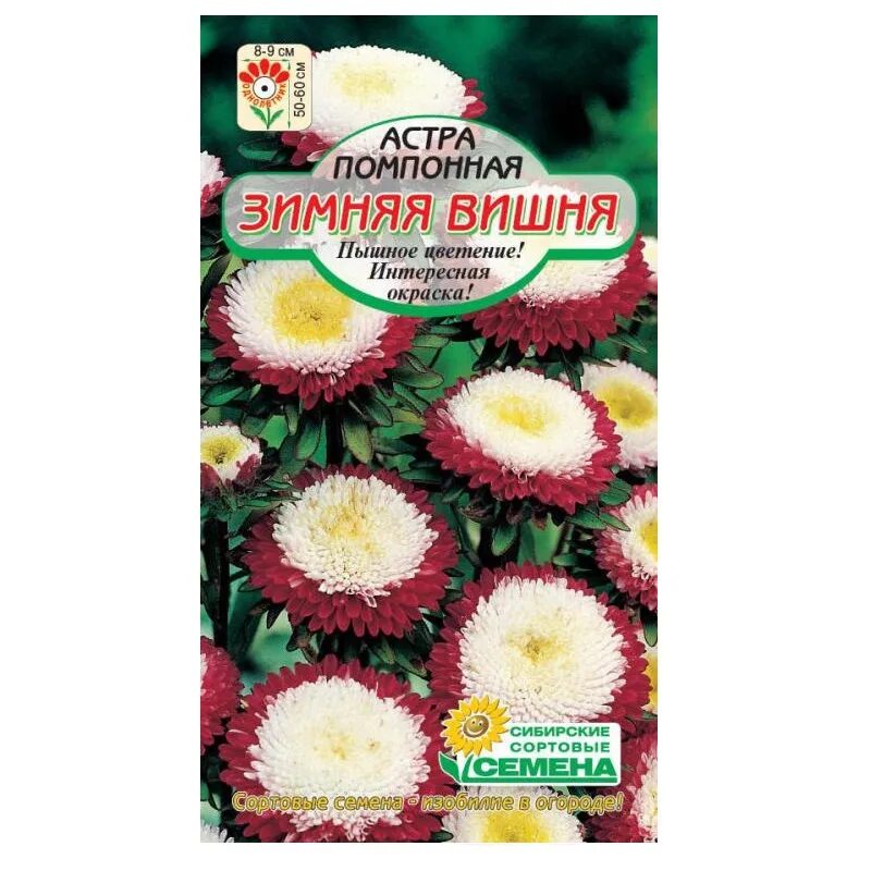 Астра зимняя вишня фото на клумбе отзывы Астра "Клубника со сливками"