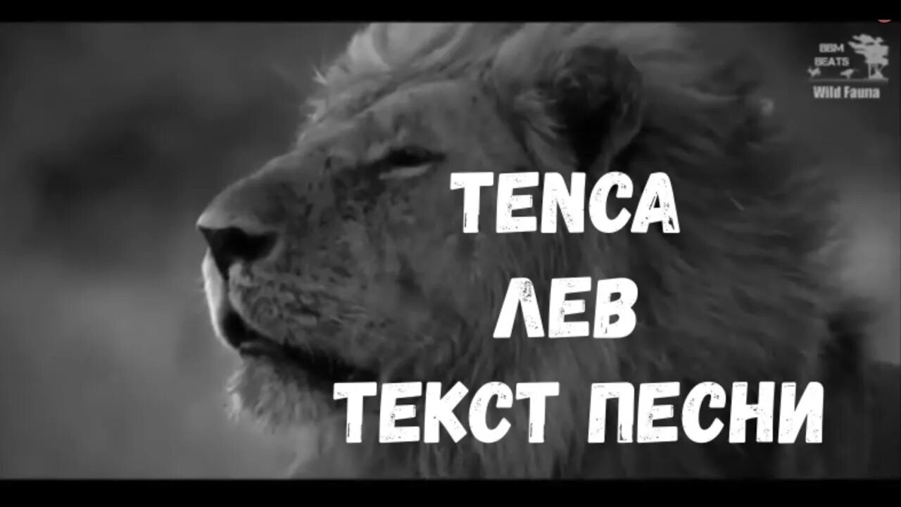 Слушать песню что за лев этот тигр. Tenca Лев. Текст Tenca Лев. Песня Лев Tenca. Текст про Льва.