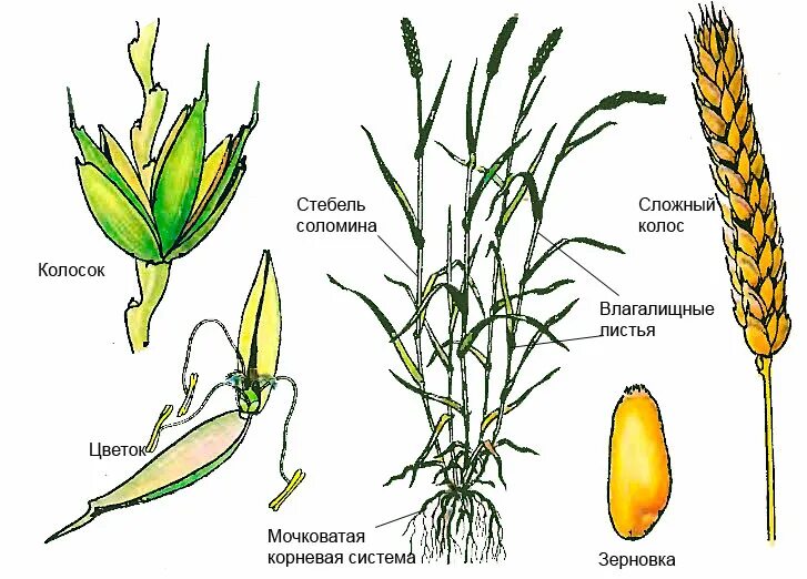 Строение пшеницы семейство злаковых. Стебель злаковых Соломина. Рисунок семейства злаковые строение. Строение цветка семейства злаки Мятликовые.