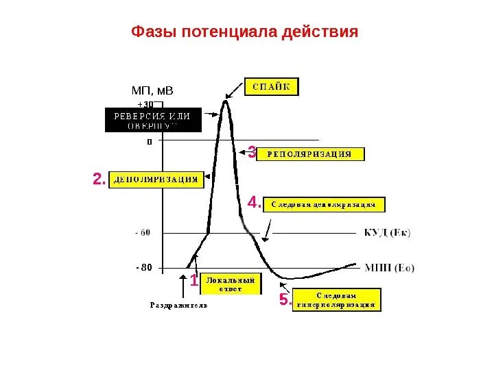 Потенциал действия физиология это. Фаза реверсии потенциала действия. Схема потенциала действия фазы. Фаза деполяризации потенциала действия. 6. Потенциал действия, его фазы и их происхождение..